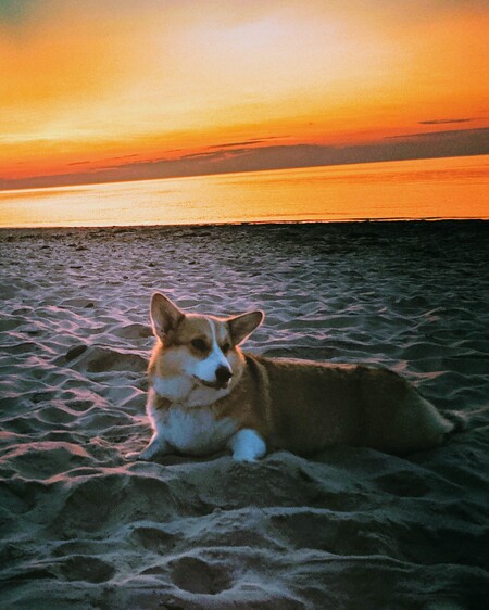 Cosmo Zoey McFluffbottom Douglas-Banks 