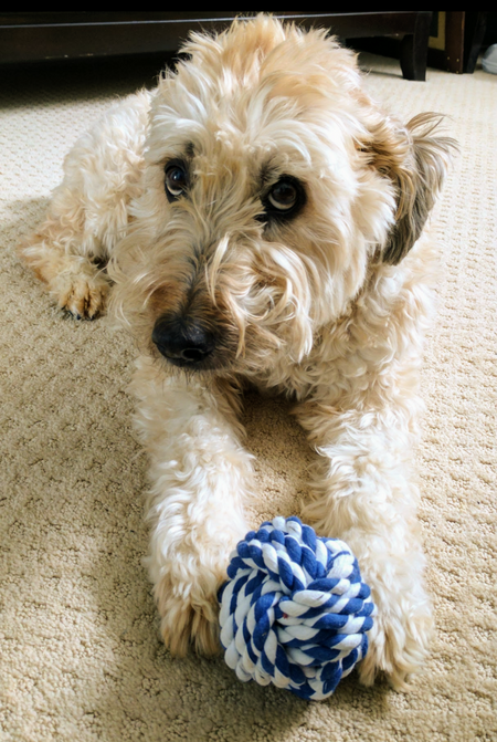 Buddy