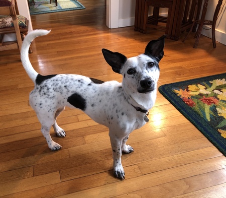 Pip