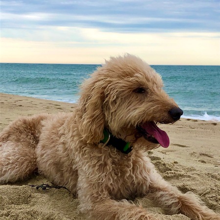 Oliver