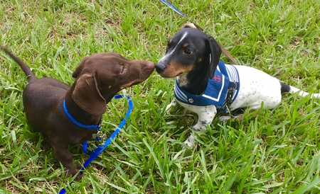Oreo and Hershee