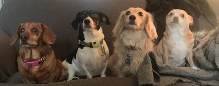 Pint , Bob,Levi and Gracie
