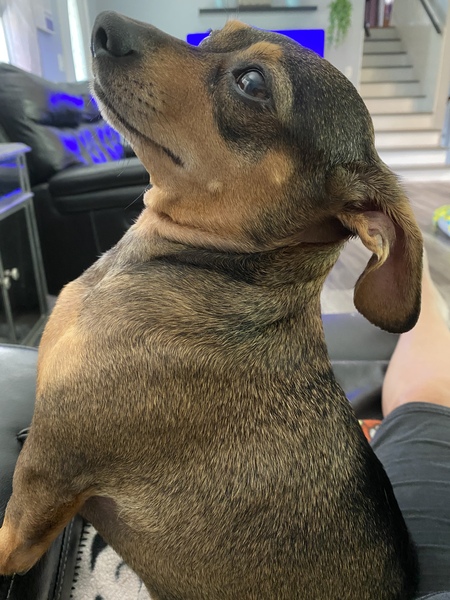 Puppy