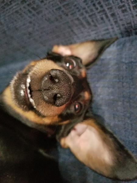 Weinerschnitzel