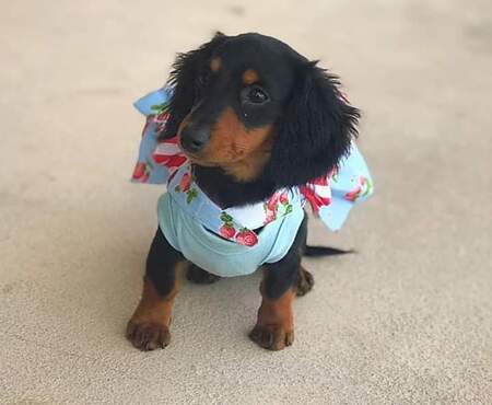 Little  Girl