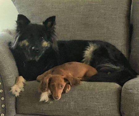 Raven and Ace