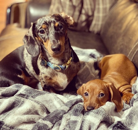 Pepper & Millie
