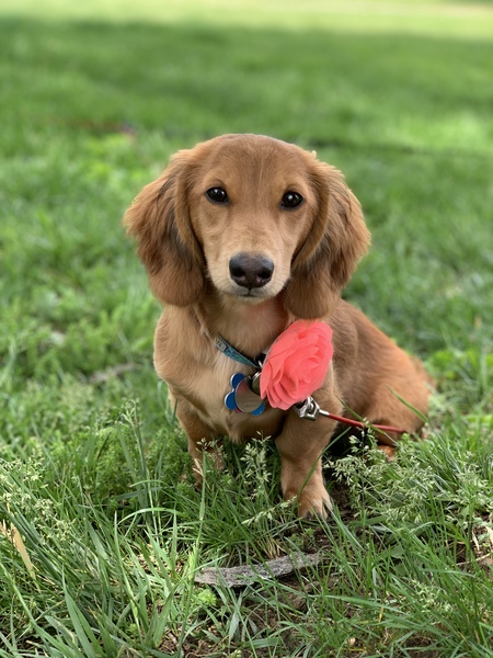 Darcie
