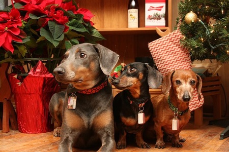 Bella, Dash, and Oscar