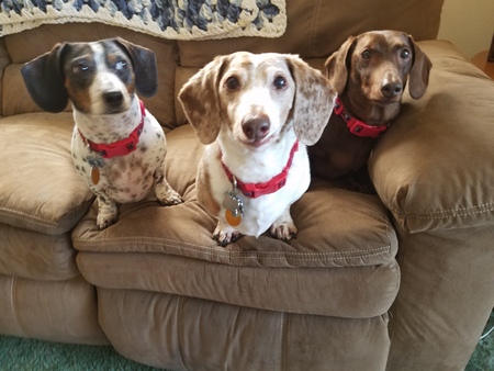 Petey, Bosco &Nutz