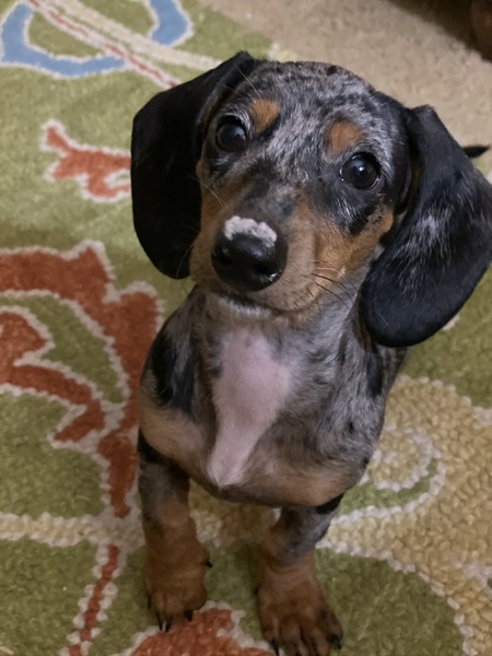 Dolly
