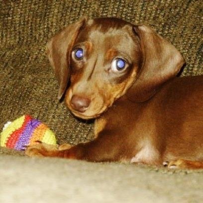 Hershey
