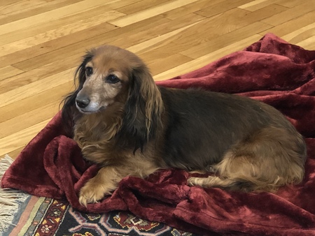 Maggie May