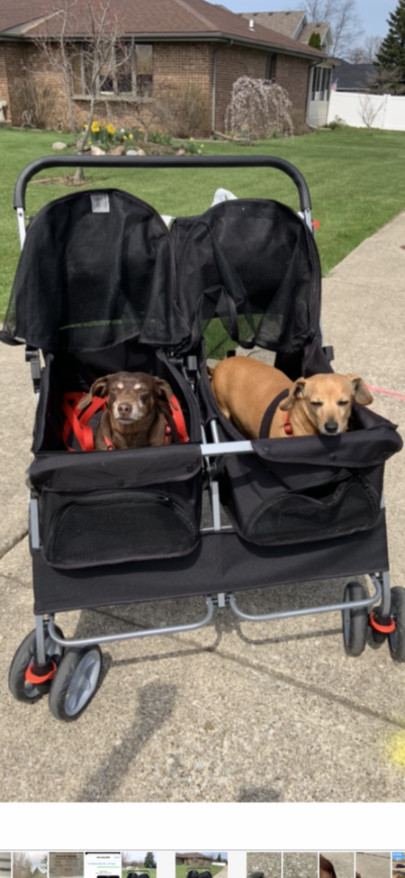 Indy and Chip