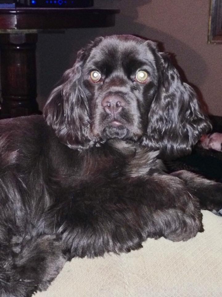 Bambi Voting Bambi Voting