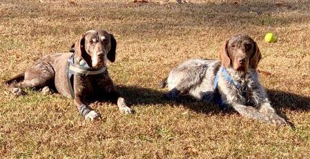 GSP Luke and GWP PugBug