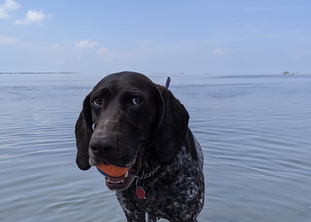 Sweet Jane Rescued GSP