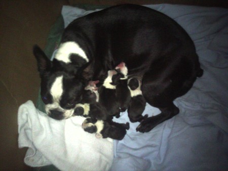 Yazzi and her babies