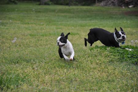 Gypsy chasing Mugzy