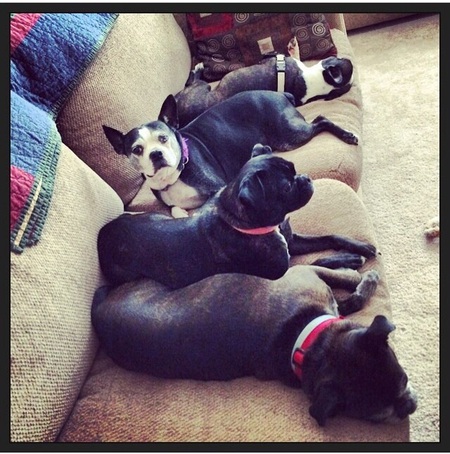 Dog Pile-Elly, Buster, Dewey and Ruby