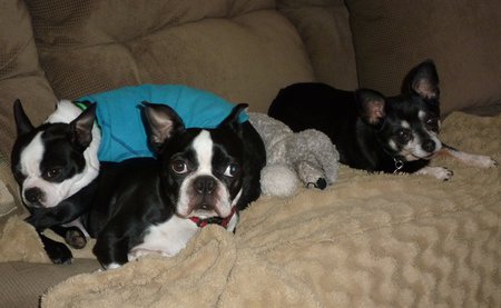 Petey, Robbie, and Bella (from right to left in photo)