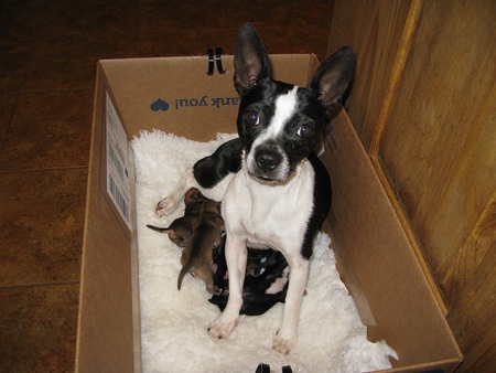 Maggie and her pups