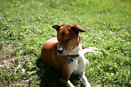 Dingo