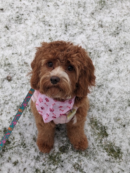 Penelope