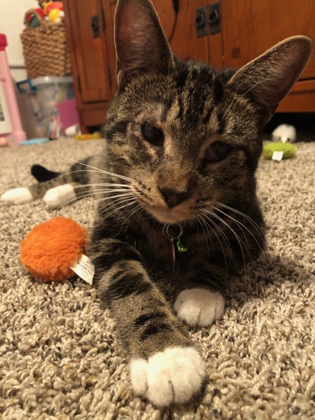 Hutch