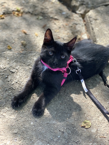 Onyx