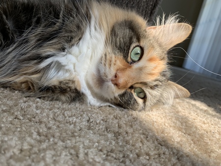 Millie