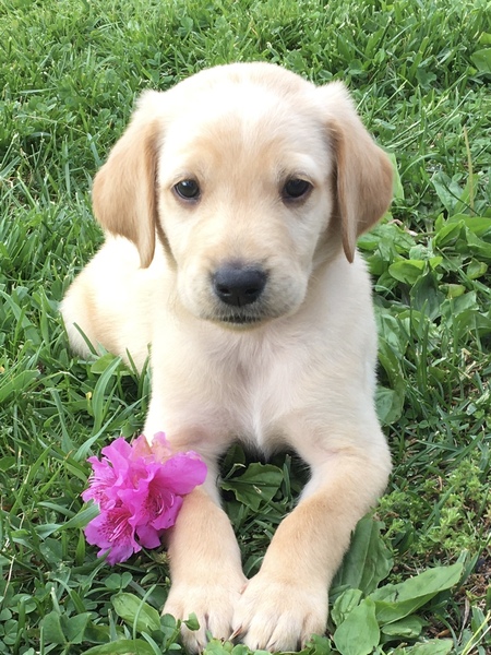 Levi