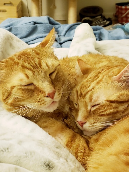 Otis & Ollie