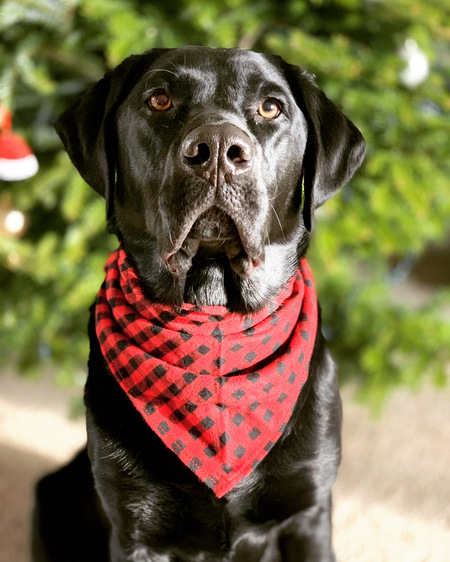 Ranger #1