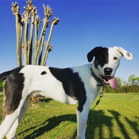 Enzo