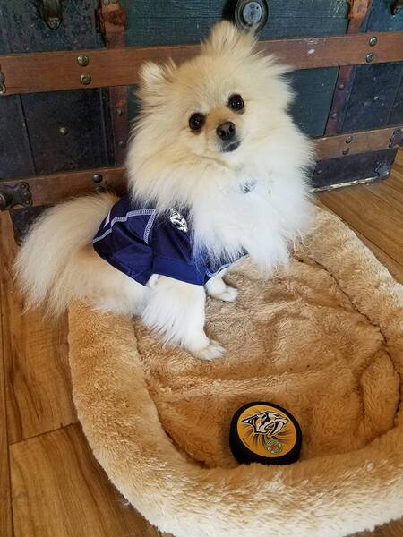 Josi