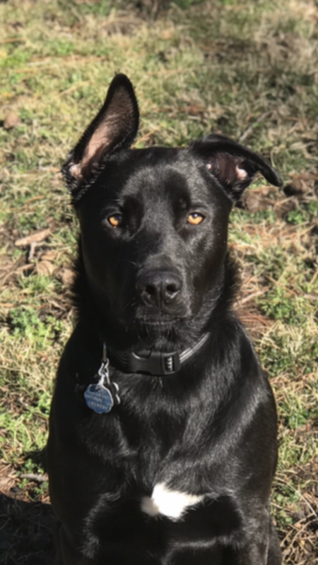 Dozer