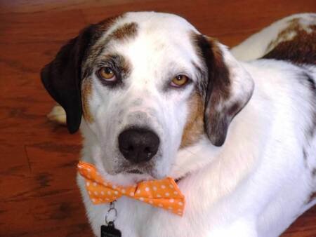 Hank Greeson (he's our OPED rescue superpup and therapy dog)