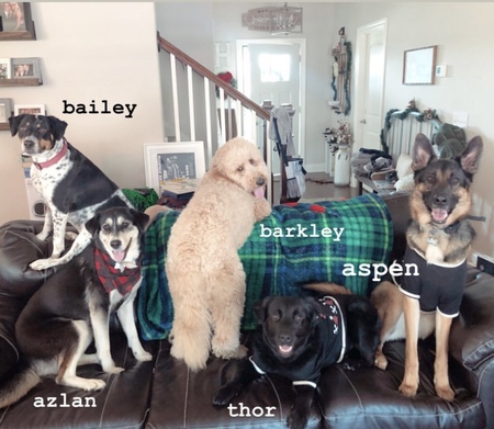 The Family Dogs 🐾 Bailey, Alzlan,Barkley,Thor,&Aspen.