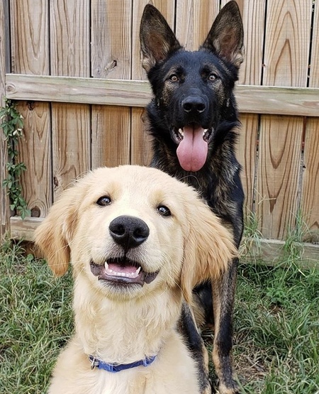 Spartan (German Shep) Comet (Golden)