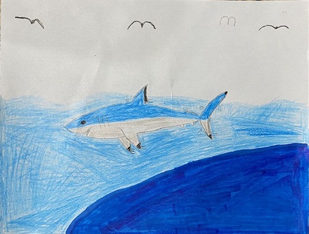 Sharks are Important