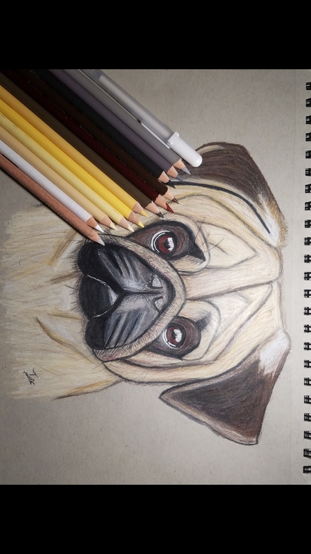 Animals 