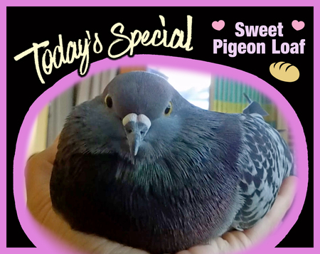 Spy Pigeon