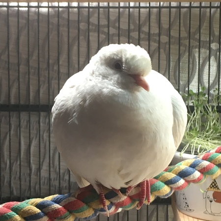 Entry image for Fluffy White Dove. Clicking this image will show a larger photo