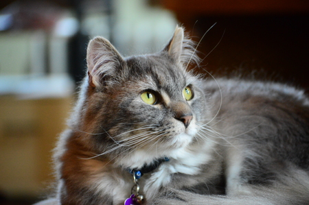 Teddy