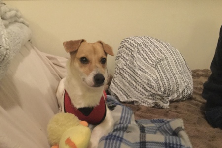 Milo