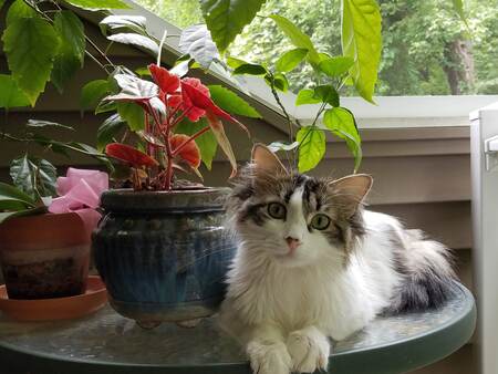 Riicky (fka Roger the ringworm kitten)