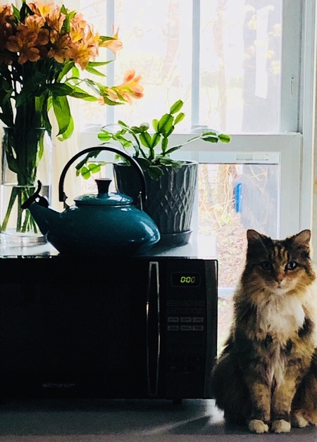 Kitty