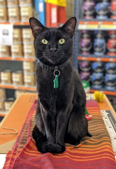 Merlin