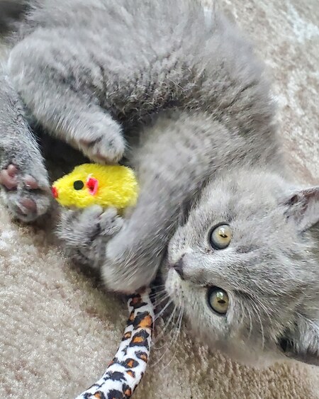 Monty